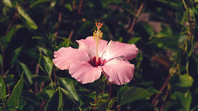Pink Hibiscus Flower in Garden 