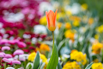 A colourful flowerbed in springtime, with a shallow depth of field © lemanieh