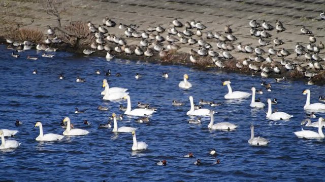 かなりの強風です。風に向かってスイスイと進んでいく者もいます。オオハクチョウ、カモ