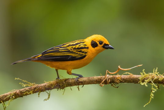 Golden Tanager - Tangara arthus, beautiful yellow tanager from  from western Andean slopes, Mindo, Ecuador.
