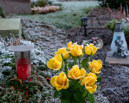 gelbe Rosen haben Frost abbekommen