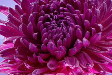 Chrysanthemum close-up, purple. Close-up. Under water. Creative photo. Screensaver or postcard.