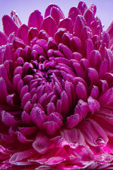 Purple chrysanthemum flower underwater, with space, headband or postcard. Congratulation on a women's holiday on March 8, or Mother's Day or Valentine's Day on February 14. Vertical frame, close-up