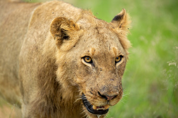 Obraz premium Young male lions finishing off a buffalo carcass and then moving off to cooler ground with less flies