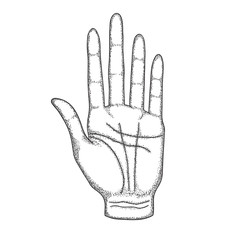 The left hand of a man with lines. Vector illustration in vintage style, black and white, hand drawn.