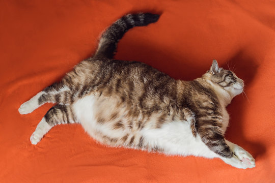 1 192 Best Obese Cat Images Stock Photos Vectors Adobe Stock 1 192 Best Obese Cat Images Stock Photos Vectors Adobe Stock