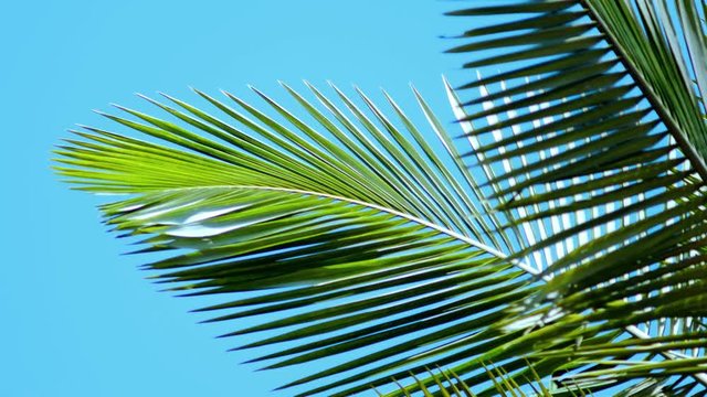 Beautiful palm tree with sky background 