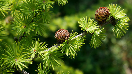 Bright green fluffy branches with cones of larch tree Larix decidua Pendula in summer day. Natural beauty of elegant larch tree twig. Close-up branch of young larch as green spring - obrazy, fototapety, plakaty