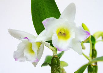Dendrobium nobile orchid near white wall at home. Close-up, selective focus.