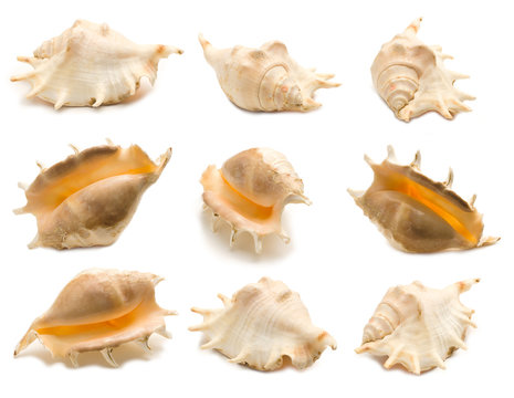Set of nine giant spider conch shell angles (Lambis truncata) isolated on white background. Mollusk seashells