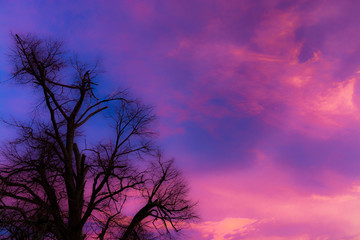 Sunset with tree without leaves in wintertime