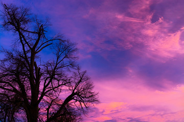 Obraz premium Sunset with tree without leaves in wintertime