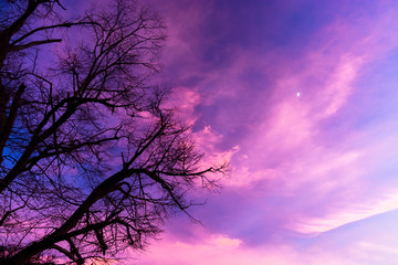 Sunset with tree without leaves in wintertime