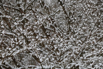 Obraz premium 日光田母沢御用邸記念公園