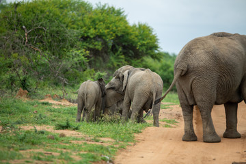Obraz premium A breeding herd of elephant with calves playing around on the verge of a game drive road as well las dust bathing
