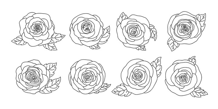 Rose flowers design isolated on white background vector illustration