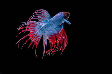 The Moving Moment of Red Blue Half Moon Crown Tail  Betta Splendens or Siamese Fighting Fish on Black Background