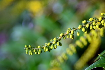 Gelbe Blüten an einem Busch