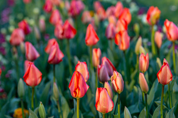 A flowerbed of colourful tulips, with a shallow depth of field © lemanieh