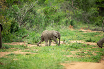 Fototapeta premium A breeding herd of elephant with calves playing around on the verge of a game drive road as well las dust bathing