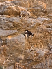 Mountain Goats