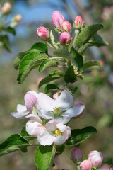 Apple garden