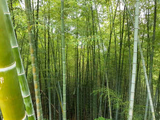 Bamboo forest. Evergreen tree. Fastest-growing plant. Area with bamboo trees in botanical garden. 