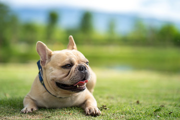 Cute french bulldog relaxing in garden during the morning walk.