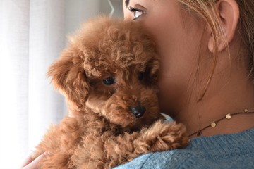 Portrait of a cute fawn toy poodle in the arms of its young woman owner