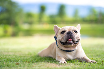 Fototapeta premium Cute french bulldog relaxing in garden during the morning walk.