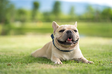 Obraz premium Cute french bulldog relaxing in garden during the morning walk.