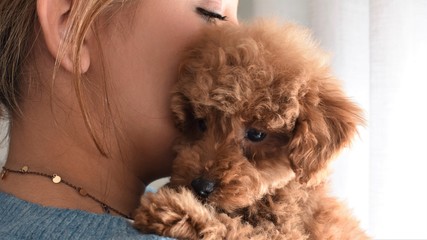 Portrait of a cute brown toy poodle in the arms of its young woman owner