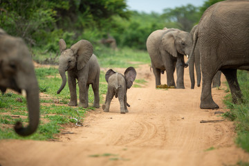 A breeding herd of elephant with calves playing around on the verge of a game drive road as well las dust bathing