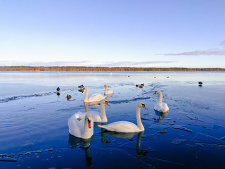 Family of swans on fragile ice. White swans in december. Dark blue water in a lake somewhere in Latvia. Latvian nature in december.