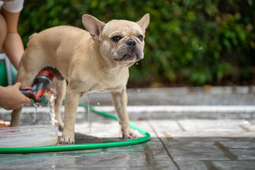 Cute french bulldog take a shower outdoor.