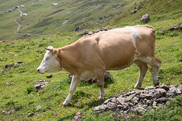 Swiss cow