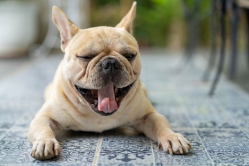 Obraz premium Cute french bulldog lying on blue textured tile floor outdoor.