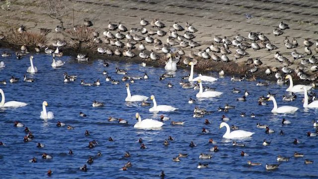 強風の日のオオハクチョウたち。うなずいたりしながら、風に向かって前傾姿勢。ぷかぷか。野鳥イメージ素材。4K
