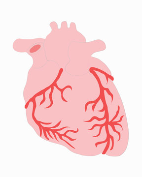 Medical drawings, heart