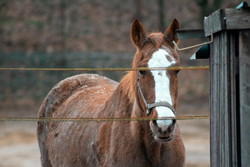 Closeup of brown horse with white markings standing behind electrical fence and looking at the camera
