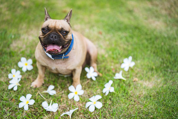 Fototapeta premium Cute french bulldog sitting in park along the plumeria flower.