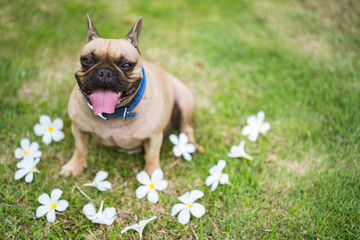 Cute french bulldog sitting in park along the plumeria flower.