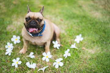 Obraz premium Cute french bulldog sitting in park along the plumeria flower.
