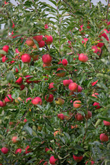 Apple garden