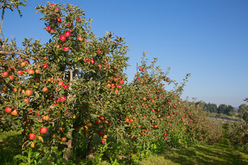 Apple garden