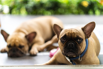 Cute french bulldogs lying at the gate waiting for morning walk.