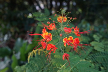 red flowers