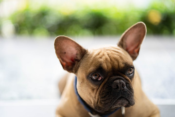 Funny french bulldog lying at balcony waiting for owner.