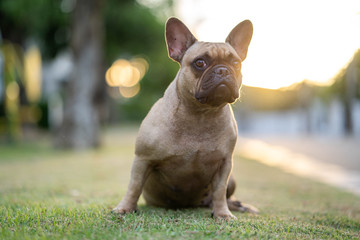 Cute french bulldog sitting on grass in park.