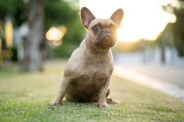 Cute french bulldog sitting on grass in park.